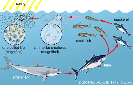 great white sharks food  chain